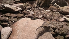 Sceloporus anahuacus