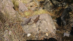 Sceloporus anahuacus