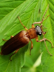 Cebrioninae