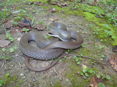 Coluber constrictor latrunculus