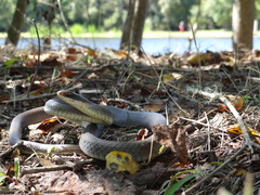 Coluber constrictor latrunculus