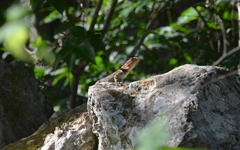 Sceloporus serrifer