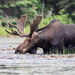 Eastern Moose - Photo (c) Mhairi McFarlane, some rights reserved (CC BY-NC), uploaded by Mhairi McFarlane