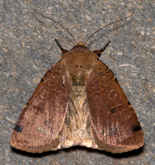 Abagrotis cupida