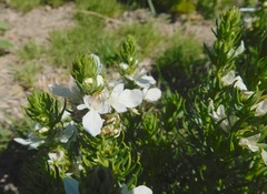 Teucrium laciniatum