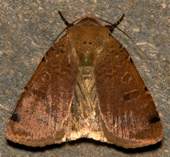 Abagrotis cupida