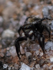 Pseudeuophrys erratica