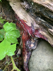 Phanerochaete sanguinea
