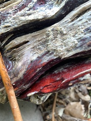 Phanerochaete sanguinea