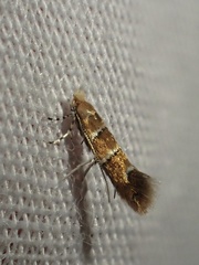 Lithocolletinae