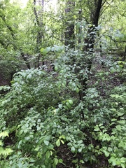 Rhamnus cathartica