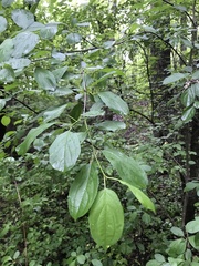 Rhamnus cathartica