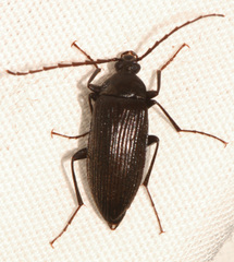 Capnochroa fuliginosa