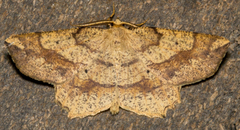 Euchlaena deplanaria