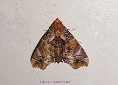 Cecharismena melicerta