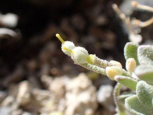 Image of Physaria kingii by (c) Martin Purdy, some rights reserved (CC BY)