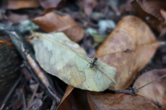 Dolichoderus bispinosus