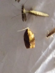 Choristoneura hebenstreitella