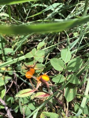 Phragmidium mucronatum