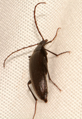 Capnochroa fuliginosa