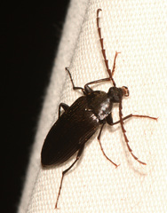 Capnochroa fuliginosa