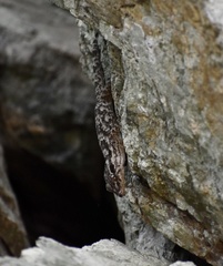 Tarentola americana