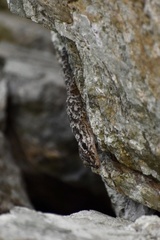 Tarentola americana