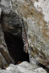 Tarentola americana