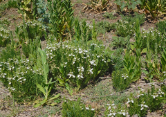 Teucrium laciniatum