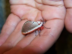 Trosia nigropunctigera