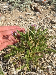 Oxytropis borealis viscida