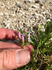 Oxytropis borealis viscida