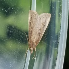 Thopeutis forbesellus