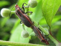 Arocatus pseudosericans