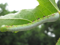 Shaka atrovittatus
