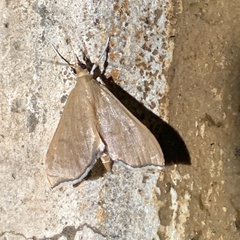 Uresiphita reversalis