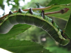 Shaka atrovittatus