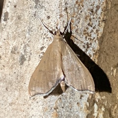 Uresiphita reversalis