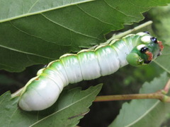Shaka atrovittatus