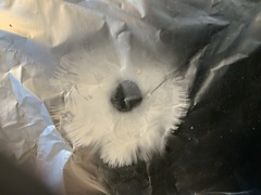 Russula pectinatoides