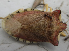 Pentatoma semiannulata