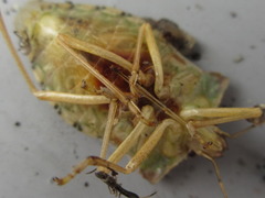 Pentatoma semiannulata