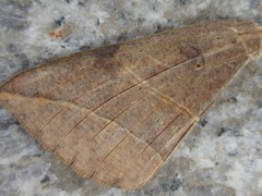Thyas juno