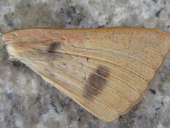Thyas juno