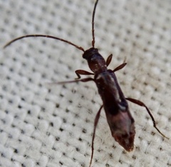 Nathrius brevipennis