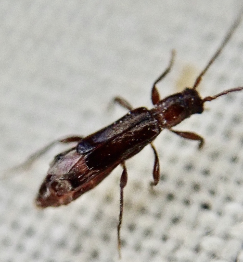 Long-horned beetle