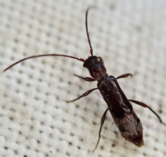 Nathrius brevipennis