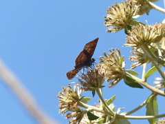 Anastrus sempiternus