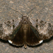 Gloomy Underwing - Photo (c) Stott Noble, some rights reserved (CC BY-NC), uploaded by Stott Noble
