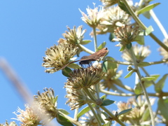 Anastrus sempiternus